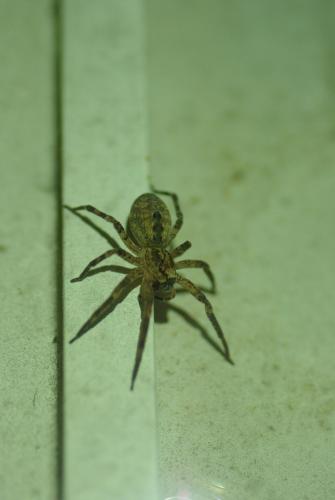 Zoropsis spinimana